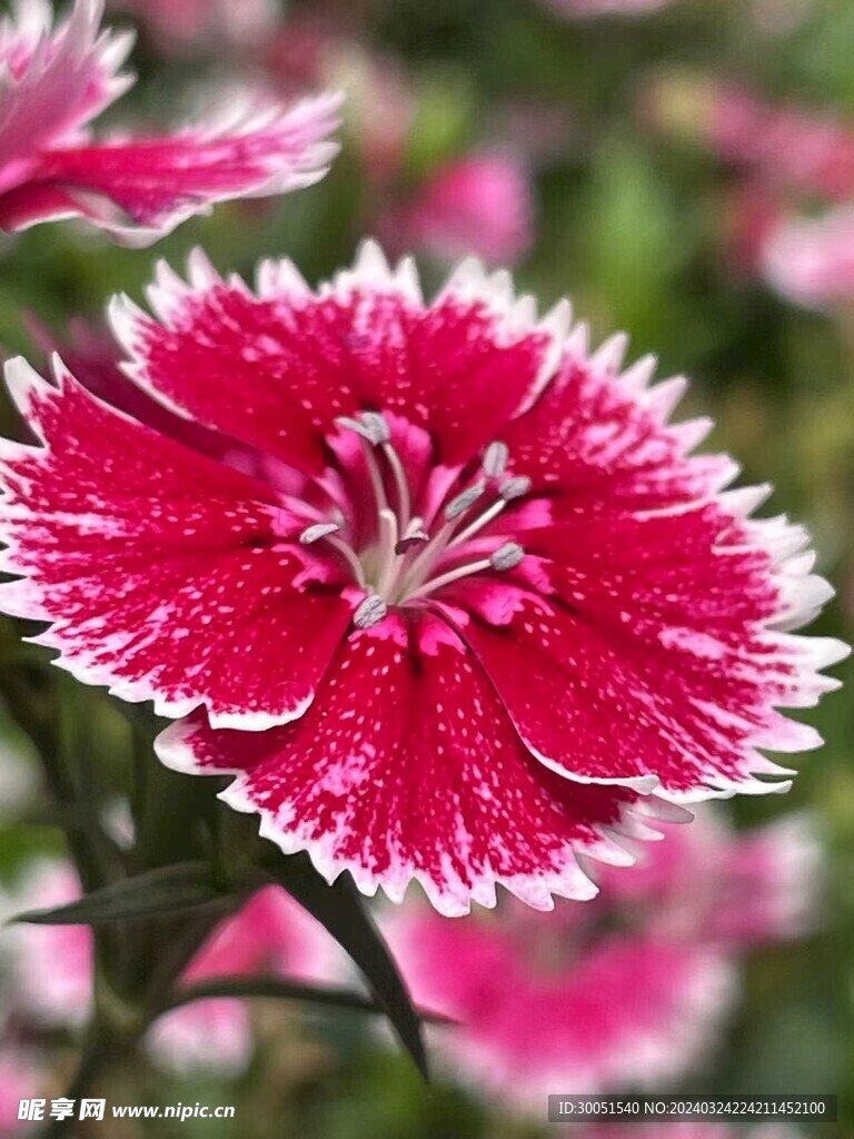 厦门-忠仑公园-石竹