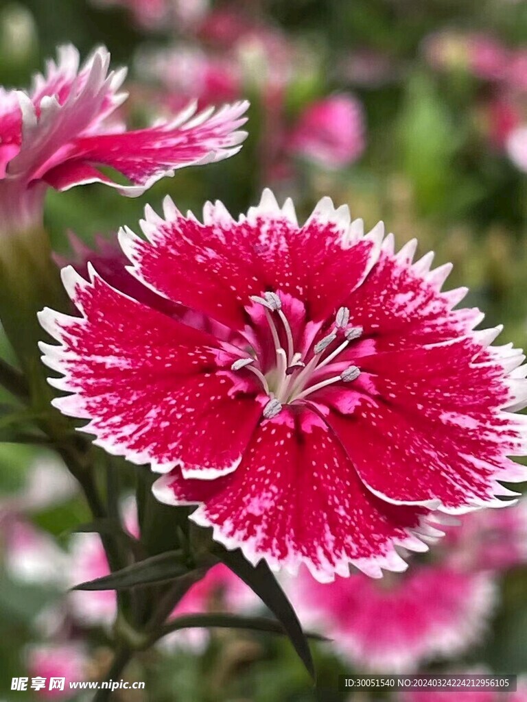 厦门-忠仑公园-石竹