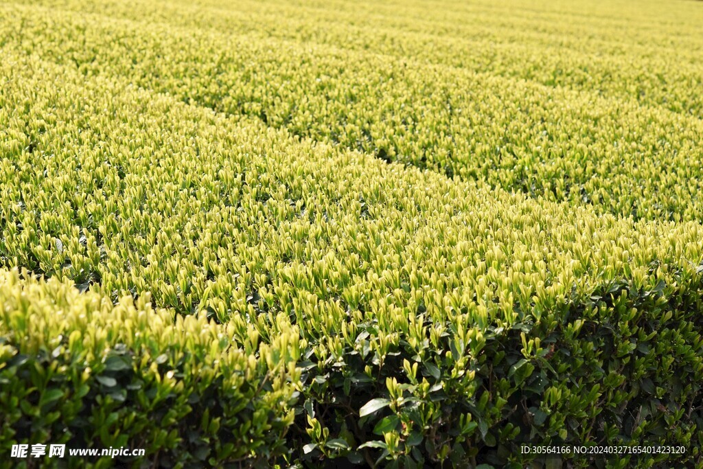 茶叶茶园