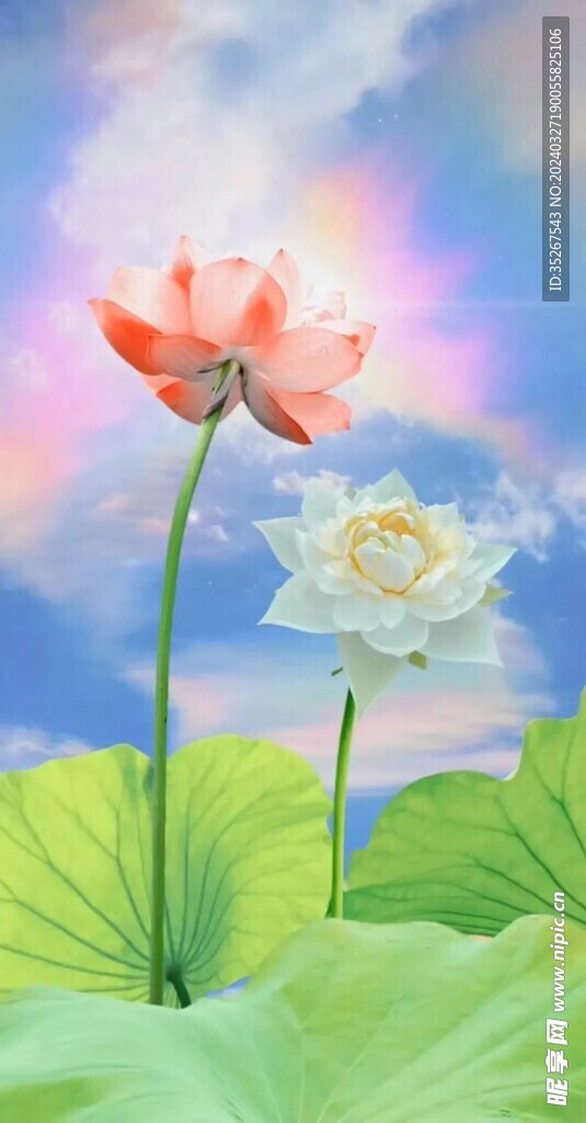 映日荷花别样红呀