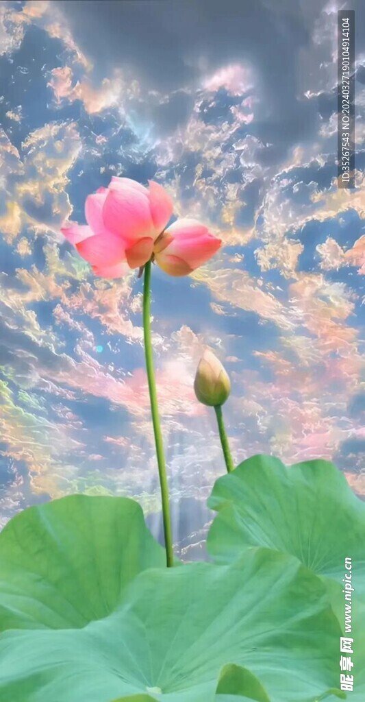 映日荷花别样红呀