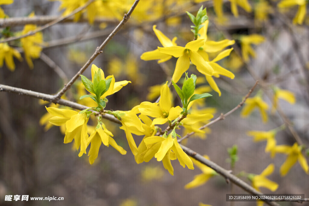 黄色迎春花