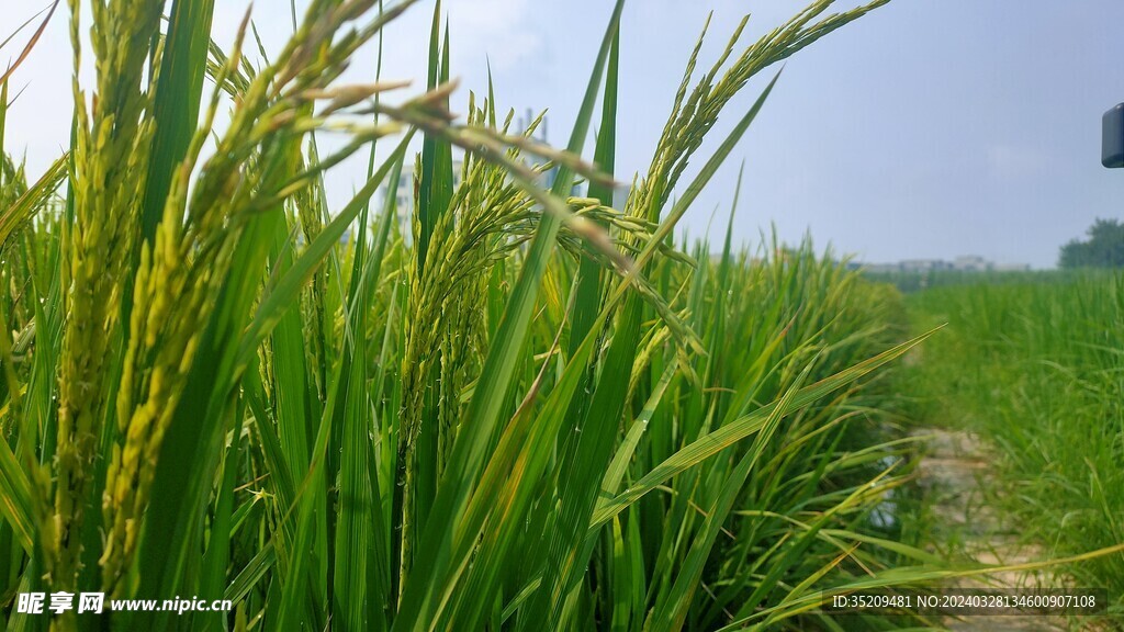 春季稻田实景唯美图