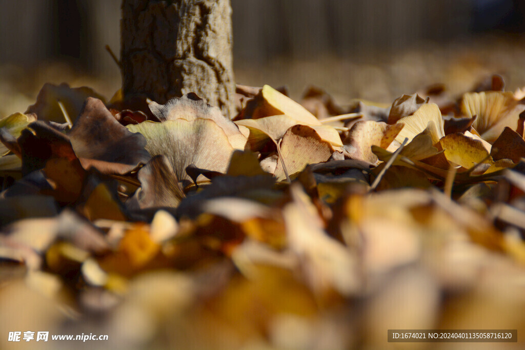 银杏树叶