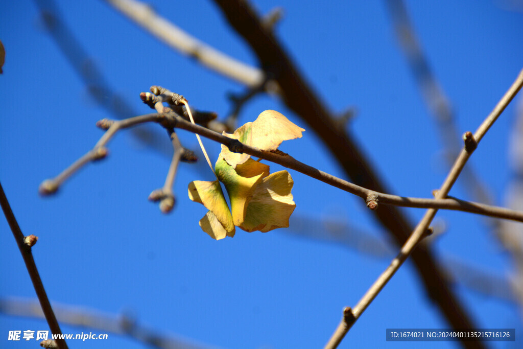 银杏树叶
