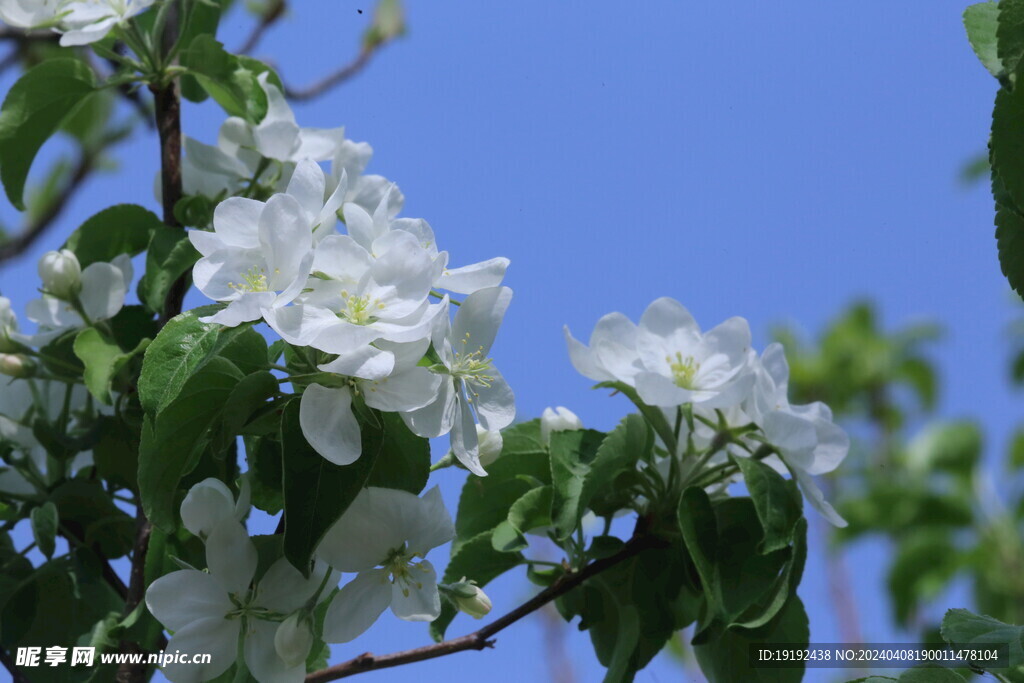 苹果花  