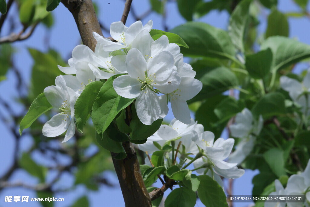 苹果花 