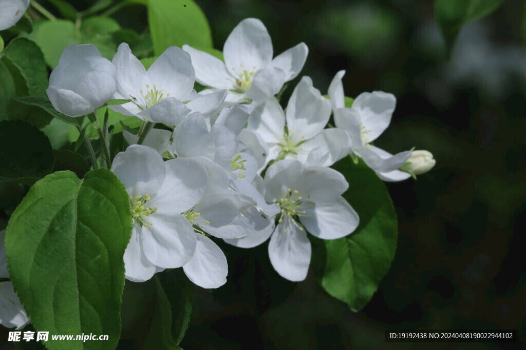 苹果花  