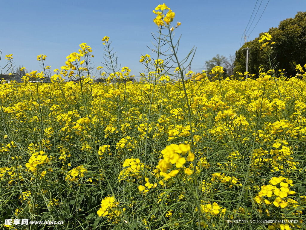 油菜花 