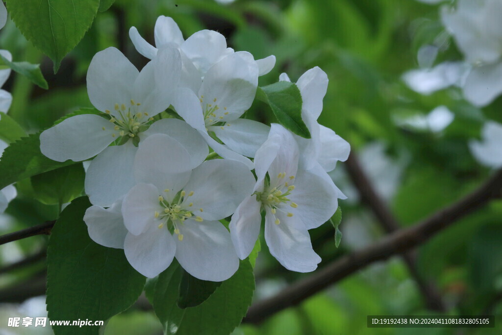 苹果花  