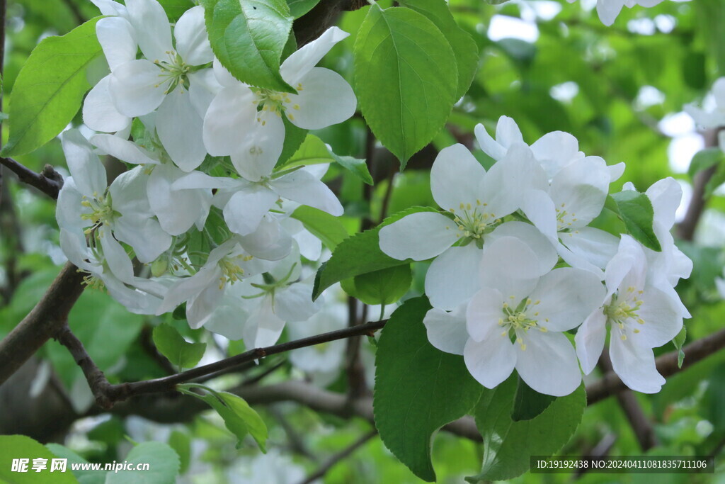 苹果花  