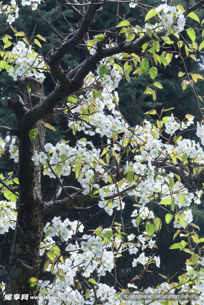 梨花  