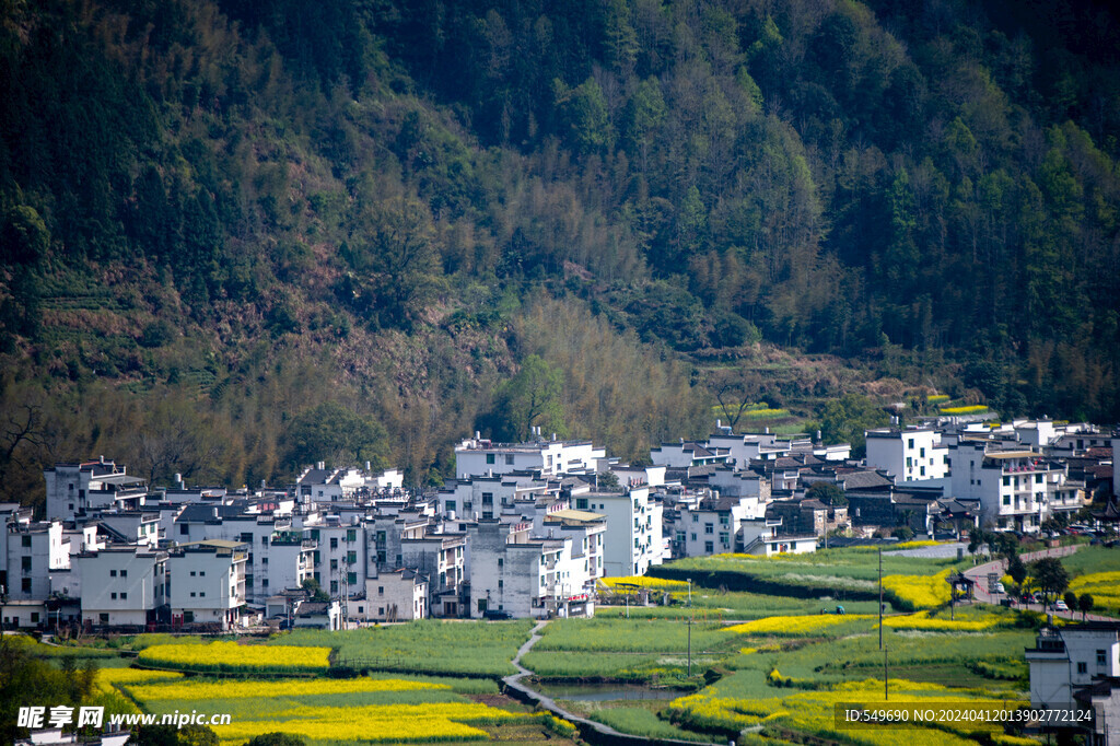 婺源江岭图片