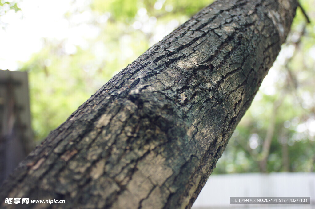 树皮