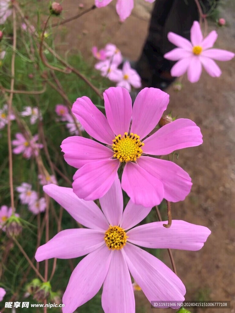 格桑花