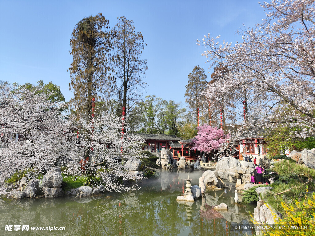 武汉东湖樱公园