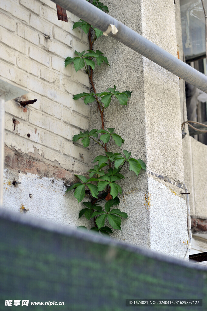 爬山虎
