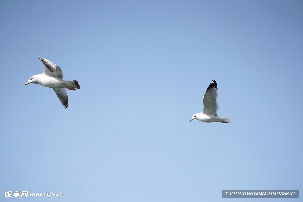 天空飞翔的海鸥