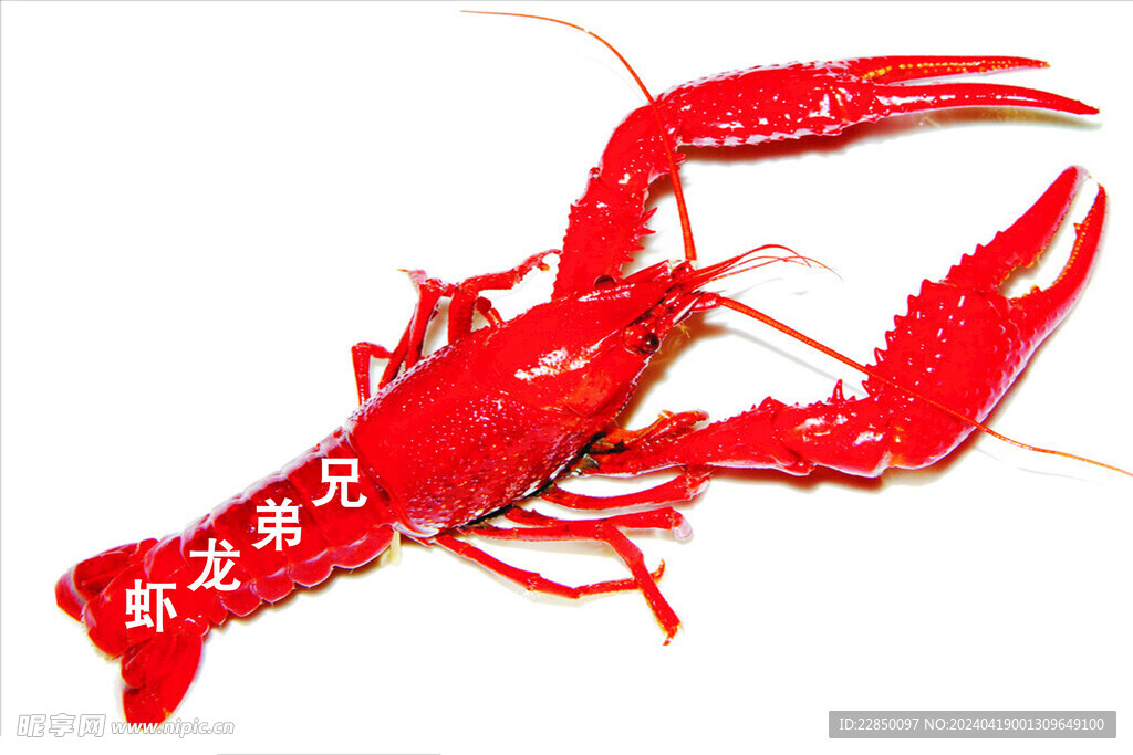 龙虾图片