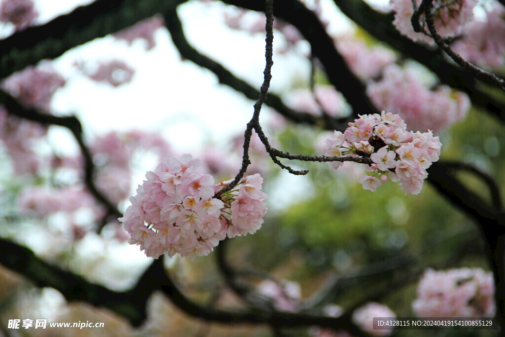 樱花特写风景