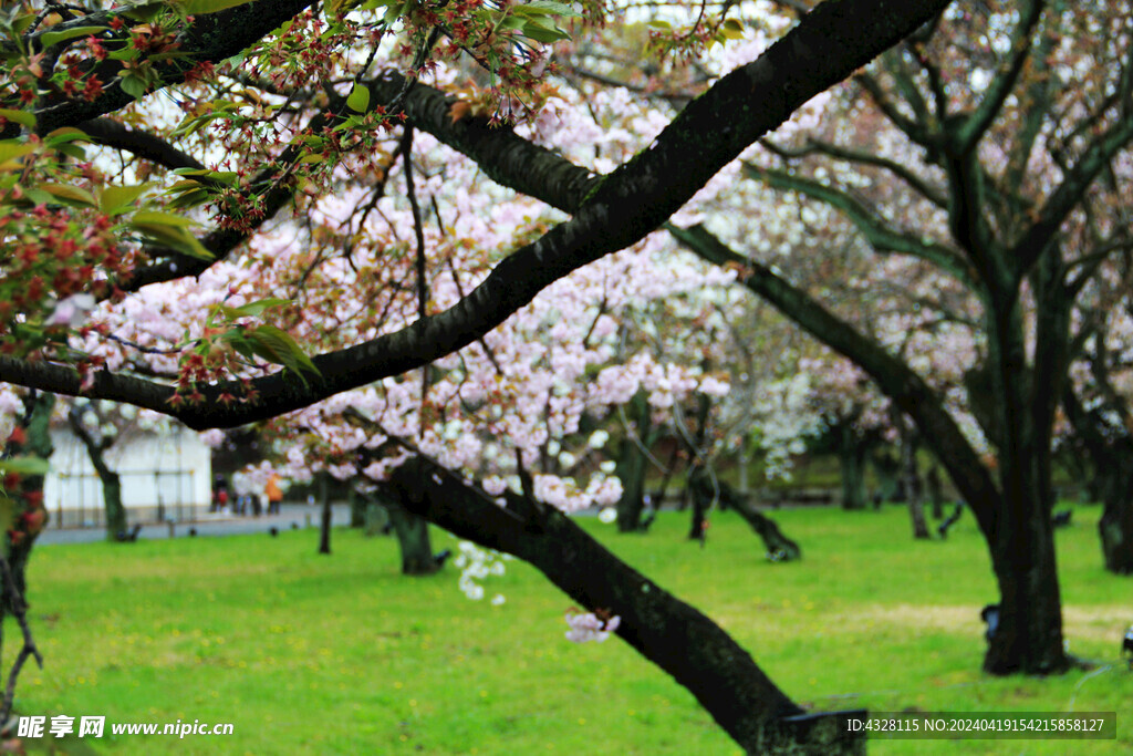 樱花树与草地
