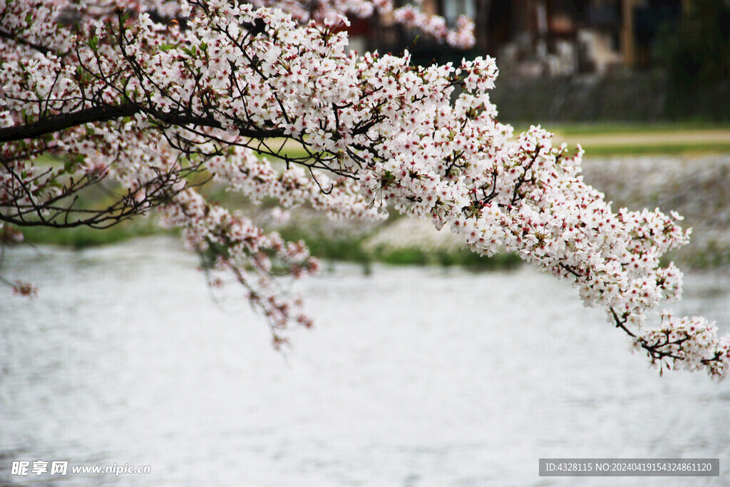 河边的樱花树风景