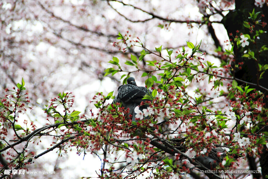 樱花树上的鸽子风景