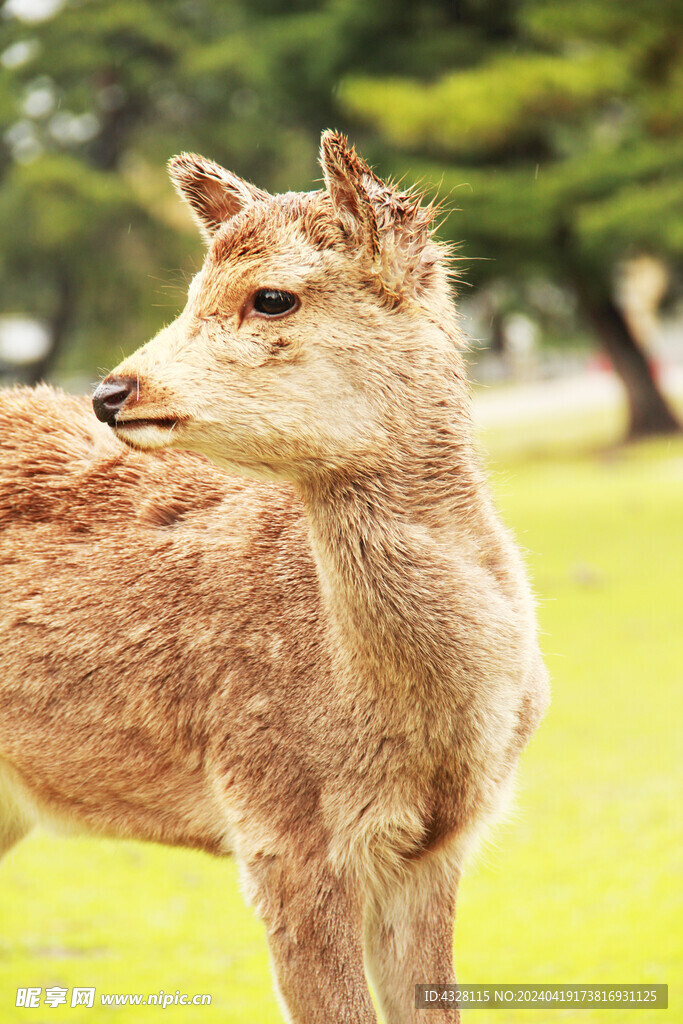 小鹿特写