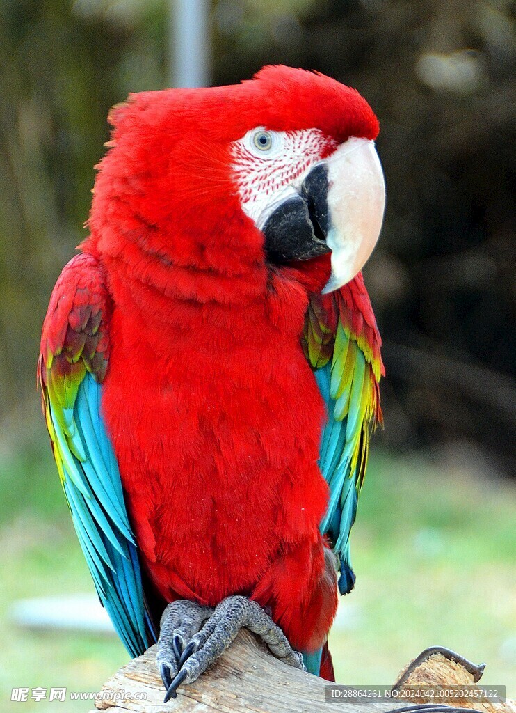 可爱的萌宠 鹦鹉高清特写   