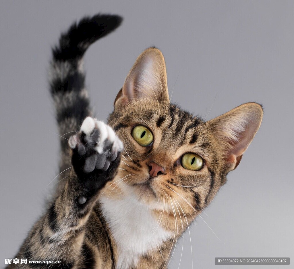 伸爪子的斑猫