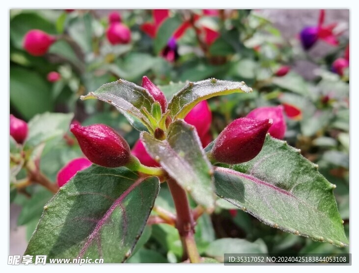 花卉图片盆栽摄影