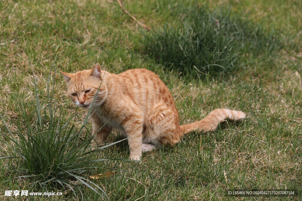 猫  大橘 野生动物