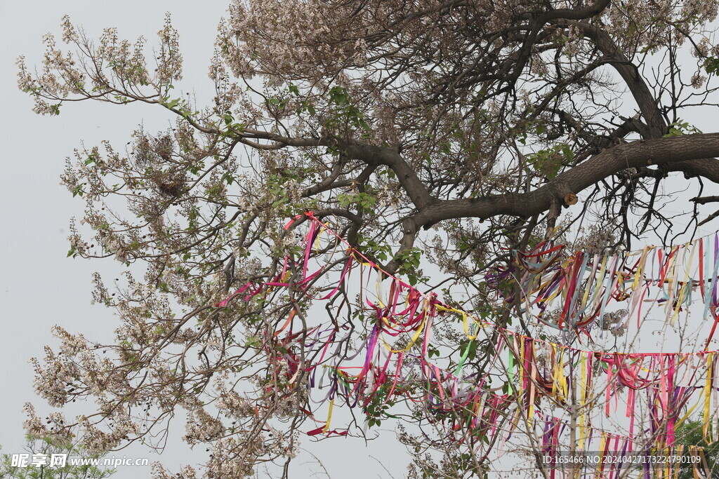 祈福  树  梧桐树