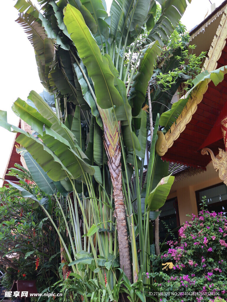 热带芭蕉树