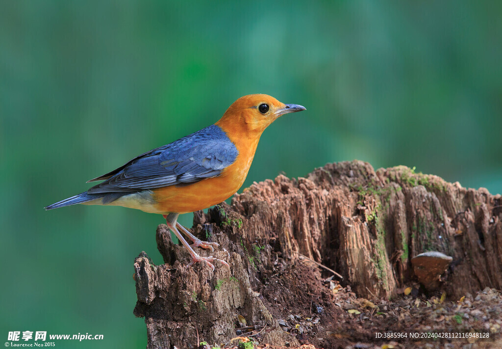鸟类 小鸟 动物 飞鸟 生物 