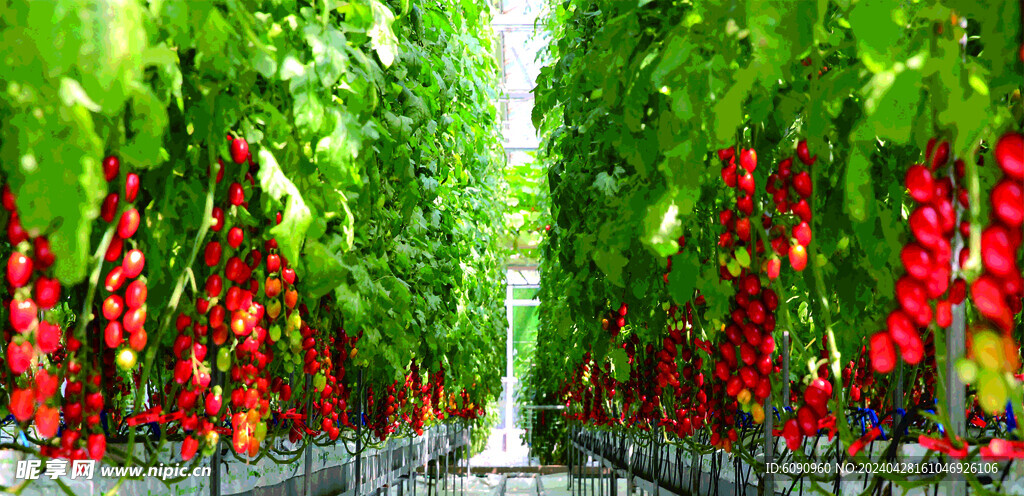 西红柿 番茄  无土栽培  