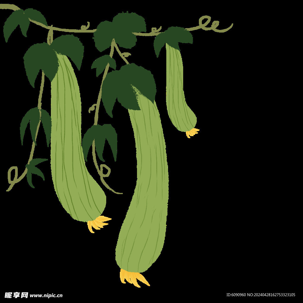 国画丝瓜  蔬菜  插画
