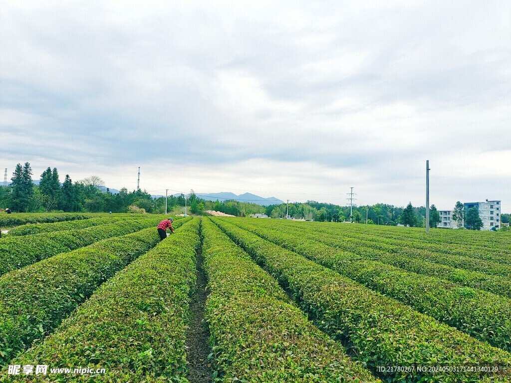 茶园风光