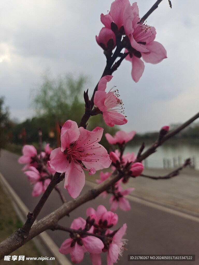 桃花