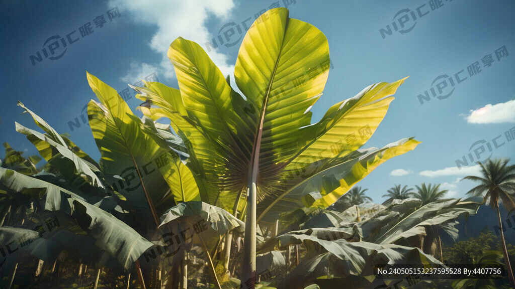 芭蕉叶 超广角 柔光
