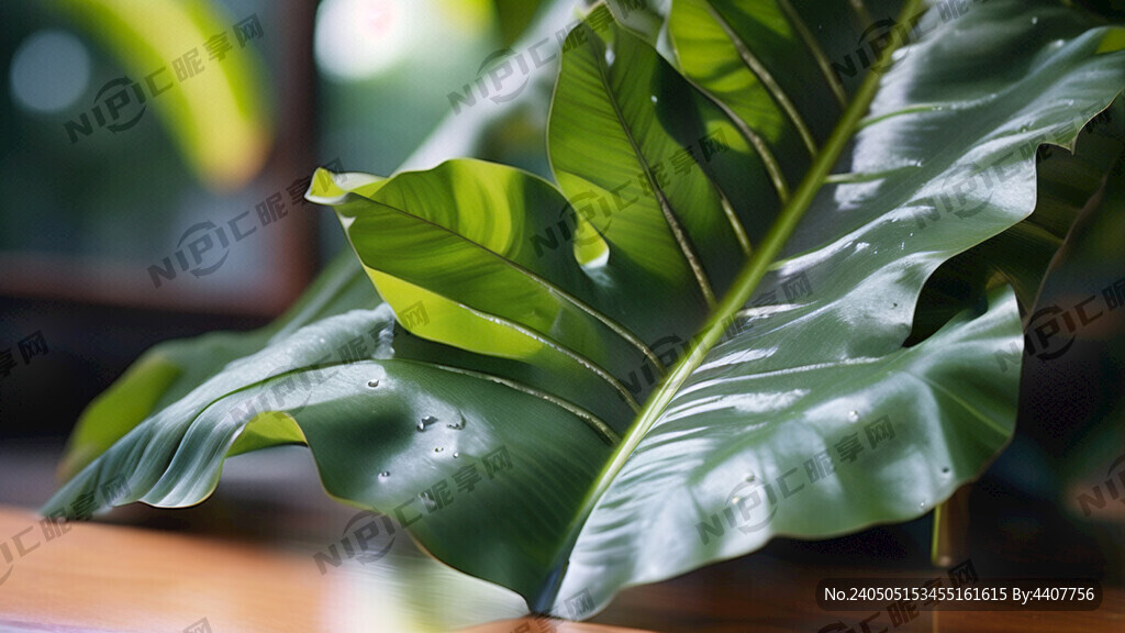 芭蕉叶 树叶特写 柔光 近景