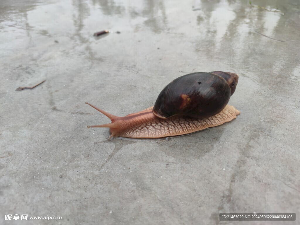 蜗牛 小动物
