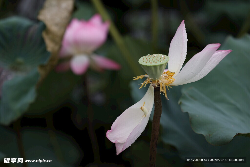 雨中飞舞的荷花
