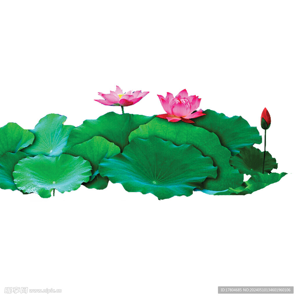 荷花素材