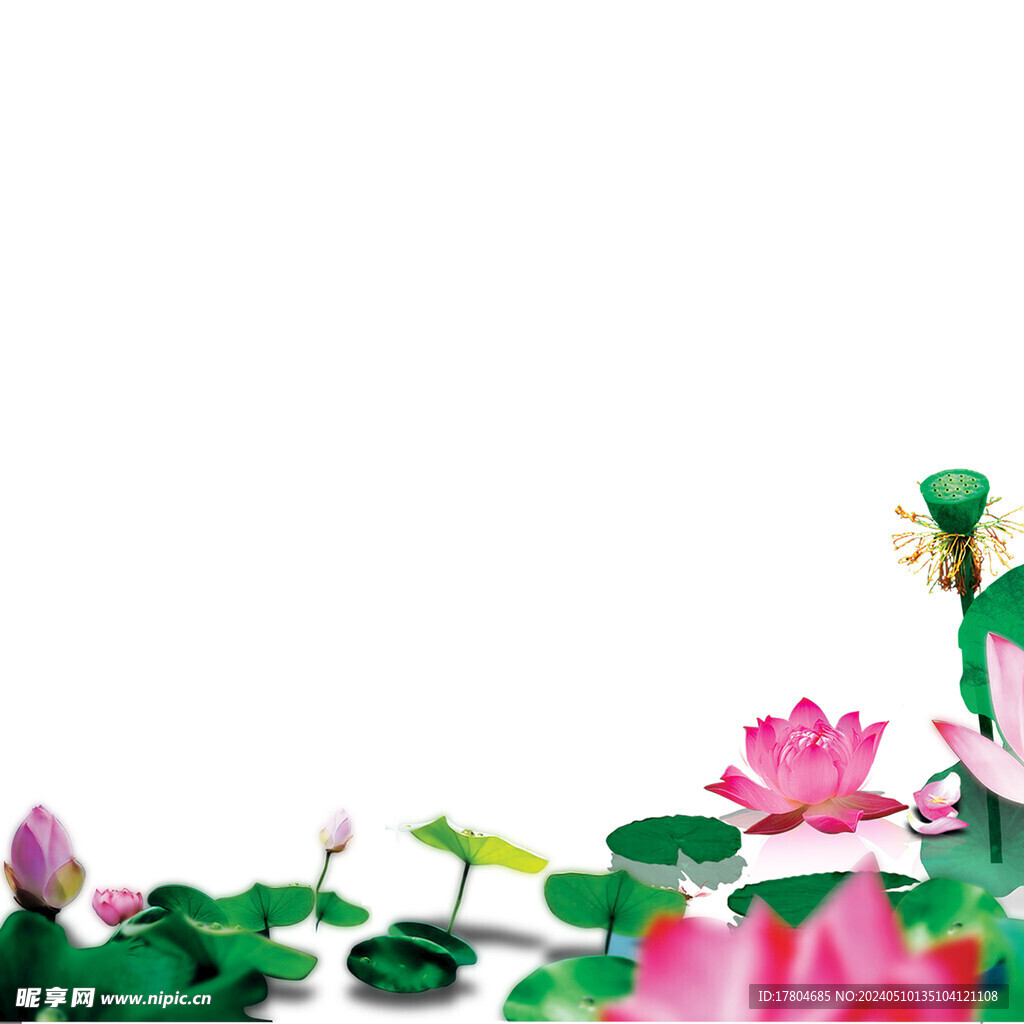 荷花素材