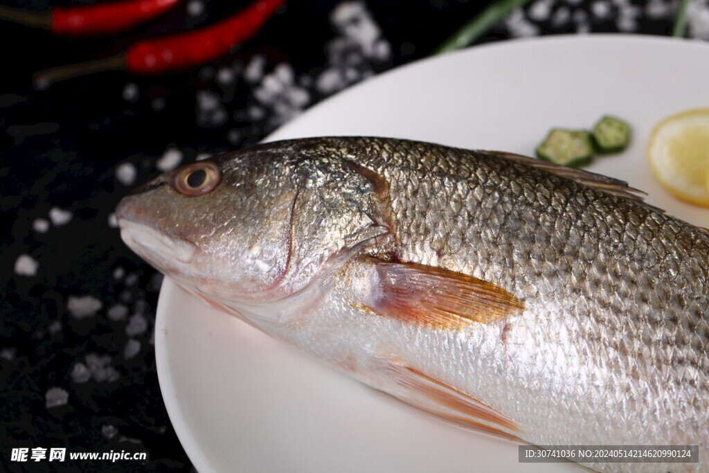 白花鱼特写