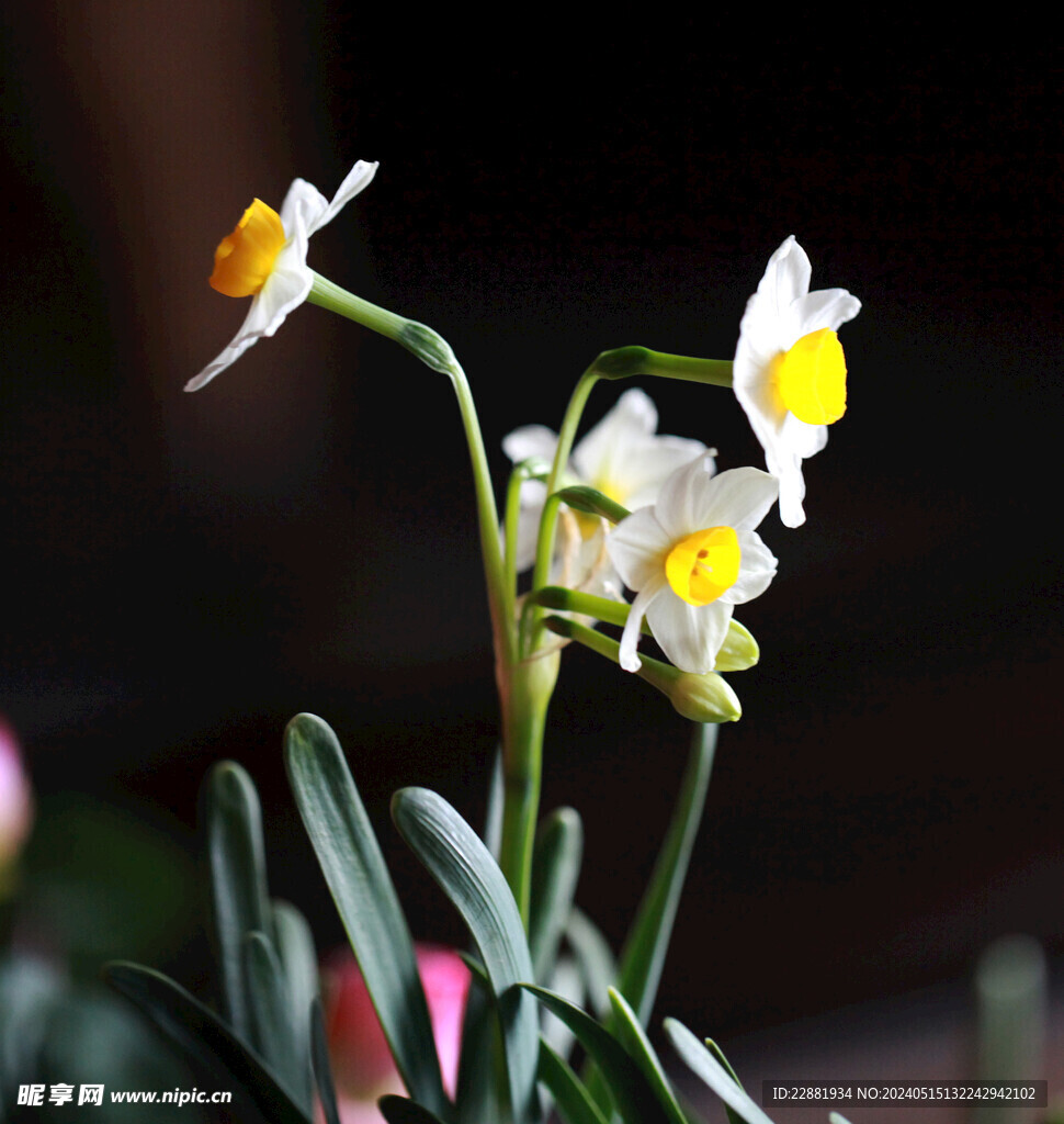 水仙花