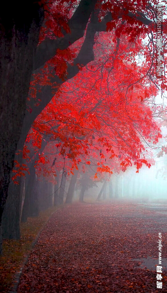 高清唯美风景拍摄竖屏素材