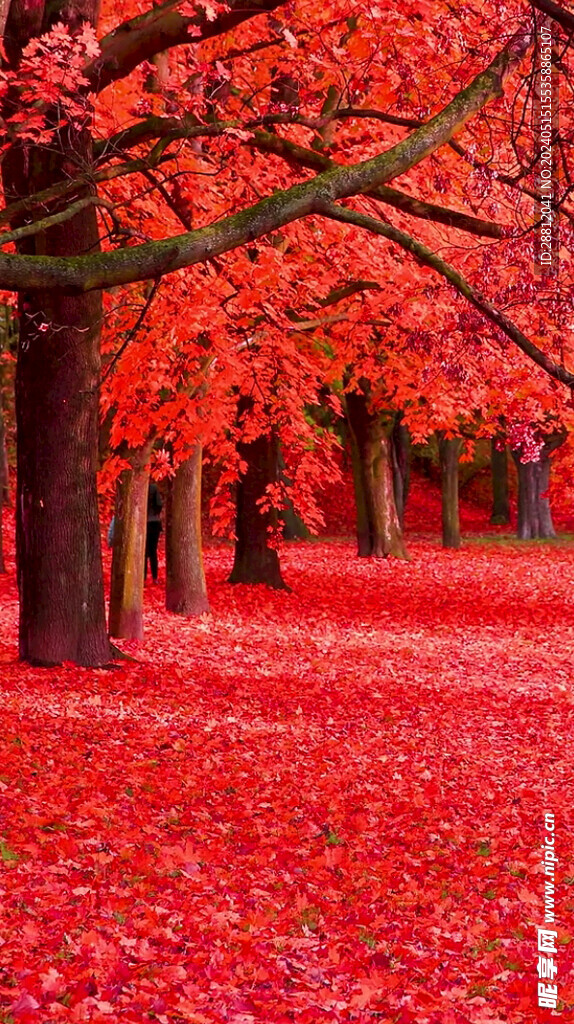 高清唯美风景拍摄竖屏素材