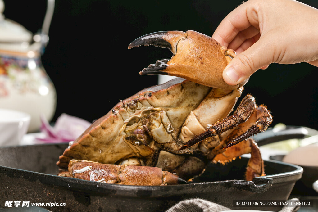  珍宝蟹 螃蟹 蟹羔